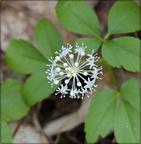 Dwarf Ginseng