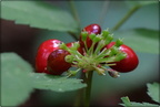 American Ginseng