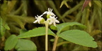 Dwarf Ginseng